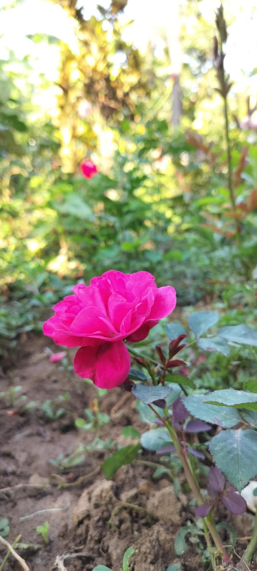 Royal Palm Homestay Madikeri Dış mekan fotoğraf
